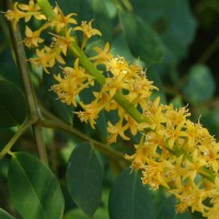 Adenanthera pavonina L.